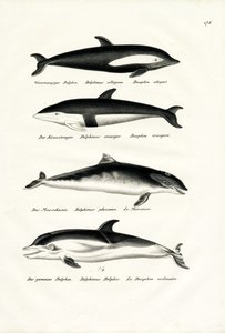Different Kinds Of Dolphins, 1824