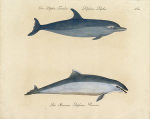 Dolphins