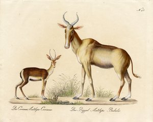 Dorcas Gazelle and Nilgai by Karl Joseph Brodtmann