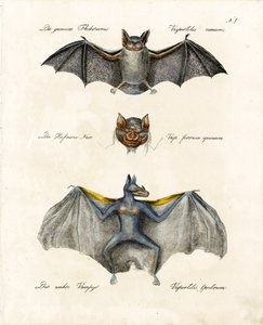 European Bat Species