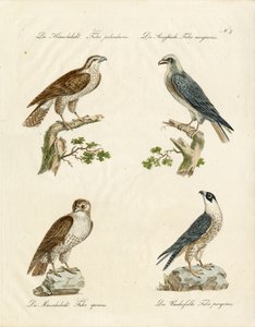 Goshawk and Kestrel by Karl Joseph Brodtmann