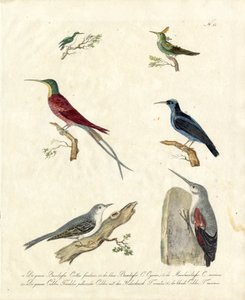Hummingbirds and Treecreepers by Karl Joseph Brodtmann