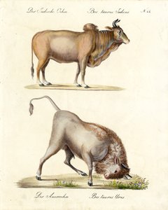 Indian Zebu and Aurochs