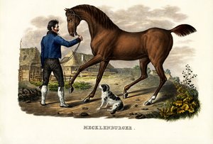 Mecklenburger Horse, 1824 by Karl Joseph Brodtmann