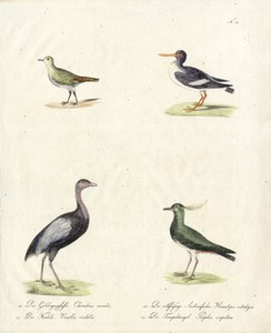 Native Wading and Running Birds by Karl Joseph Brodtmann