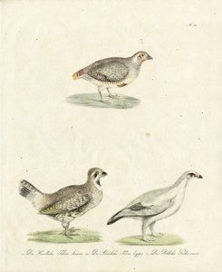 Partridge and Ptarmigan by Karl Joseph Brodtmann