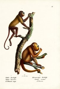 Red Howler Monkeys, 1824