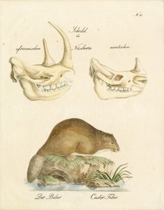 Rhinoceros Skulls and the Beaver
