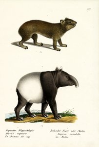 Rock Hyrax