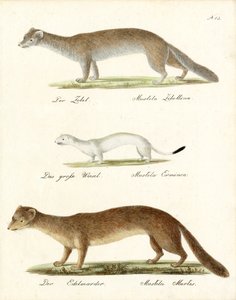Sable, Stoat and Pine Marten by Karl Joseph Brodtmann