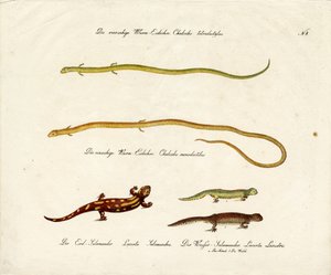 Salamanders and Skinks by Karl Joseph Brodtmann