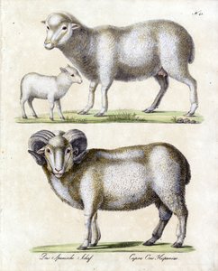 Sheep with Lamb and Ram by Karl Joseph Brodtmann