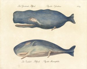 Sperm Whales by Karl Joseph Brodtmann
