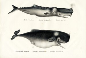 Sperm Whales by Karl Joseph Brodtmann
