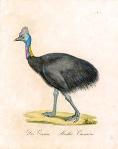 The Cassowary by Karl Joseph Brodtmann