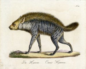 The Hyena by Karl Joseph Brodtmann