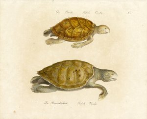 The Loggerhead and Green Sea Turtle by Karl Joseph Brodtmann