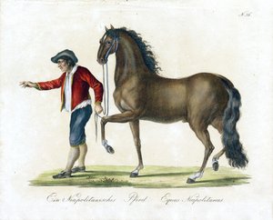 The Neapolitan Horse by Karl Joseph Brodtmann