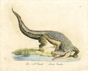 The Nile Crocodile by Karl Joseph Brodtmann