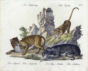 The Panther Cat with Leopard and Small Panther