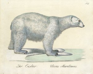 The Polar Bear