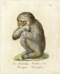 Three-toed Sloth by Karl Joseph Brodtmann