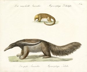 Two-toed and Giant Anteater