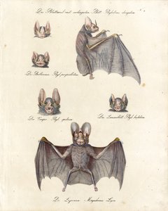 Various Bat Species by Karl Joseph Brodtmann