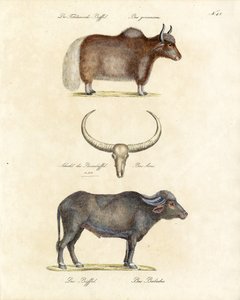 Various Buffalo Species by Karl Joseph Brodtmann