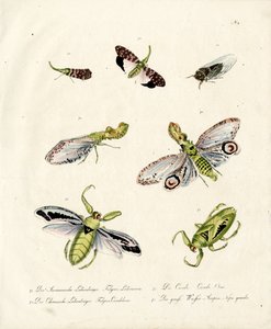 Various Cicadas and Lanternflies by Karl Joseph Brodtmann