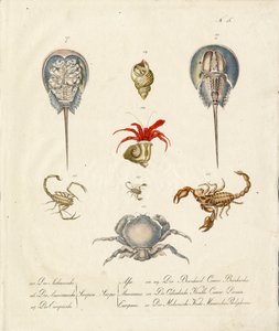 Various Crustaceans and Marine Creatures by Karl Joseph Brodtmann