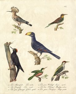 Various Forest Birds