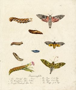 Various Hawk Moths by Karl Joseph Brodtmann