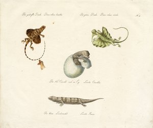 Various Lizard Species by Karl Joseph Brodtmann