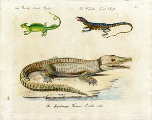 Various Lizard Species by Karl Joseph Brodtmann