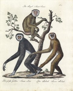 Various Monkey Species by Karl Joseph Brodtmann