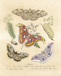Various Moths by Karl Joseph Brodtmann