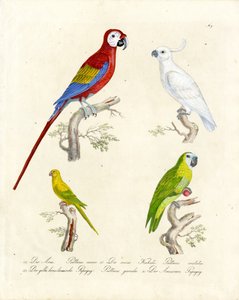 Various Parrot Species