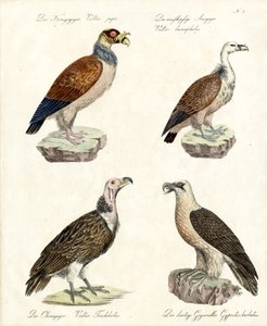 Various Vulture Species by Karl Joseph Brodtmann