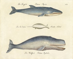 Various Whale Species by Karl Joseph Brodtmann