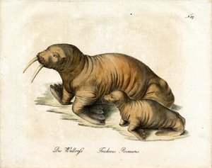 Walrus with Calf