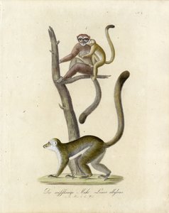 White-eared Lemurs