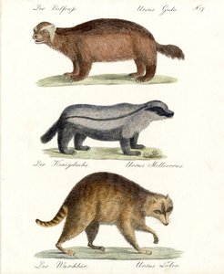 Wolverine, Honey Badger and Raccoon