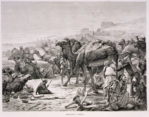 Shearing Camels