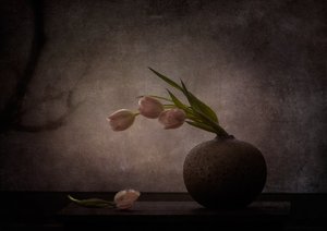 Elegant Moody Tulips by Katarina Holmström