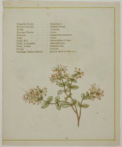 Valerian Through Volkamenia, from The Illuminated Language of Flowers
