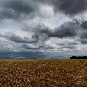 Stormy Sky Over a Late Summer Crop 2020