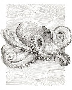 Black and White Octopus Line Drawing by Katie O'Shea