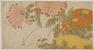 Chrysanthemums