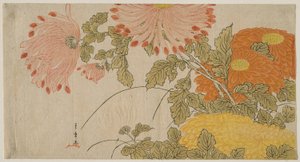 Chrysanthemums, c.1780